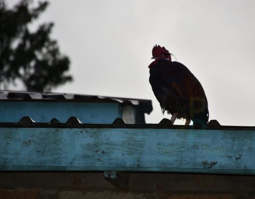 Meru wizard uses cock to nab plates thief