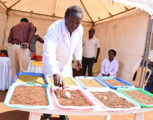 Kenyan teacher making oil, fuel and fodder from avocados