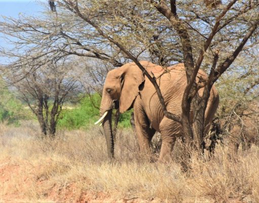Here they come! Optimism as KWS spearheads drought mitigation efforts