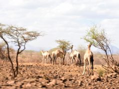 Kenya’s drought crisis worsens! Children and mothers in urgent need