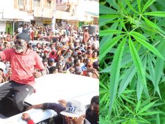 Is Marijuana cultivation and export the panacea for economic devt?