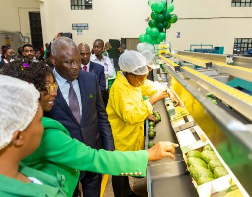 Transforming Kenya’s avocado industry, one Packhouse at a time